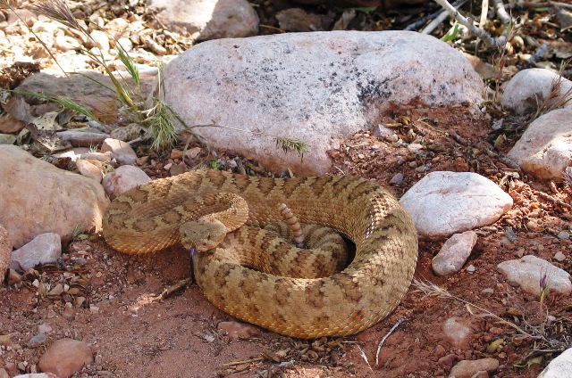Grand Canyon Rattlesnake Facts and Pictures