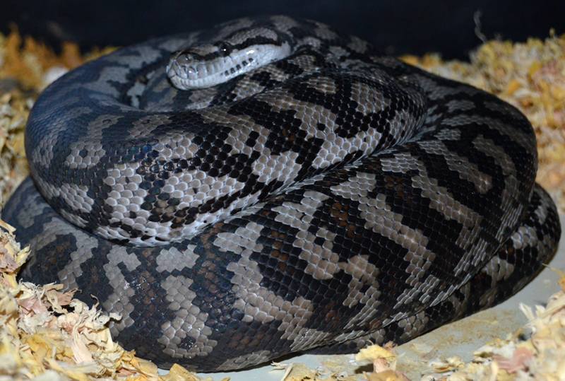 Inland Carpet Python Facts and Pictures Reptile Fact