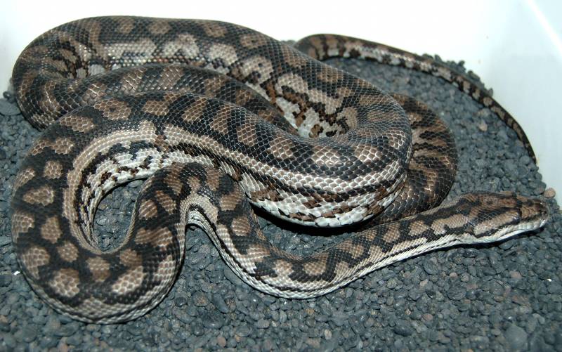 Inland Carpet Python Facts and Pictures Reptile Fact