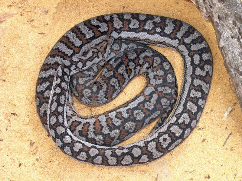 Inland Carpet Python Facts and Pictures Reptile Fact