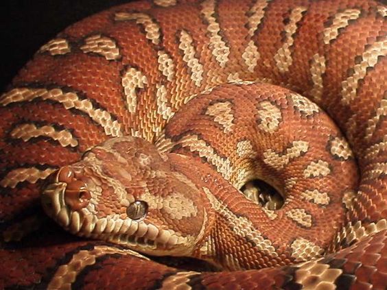 Bredl's Python Facts and Pictures Reptile Fact