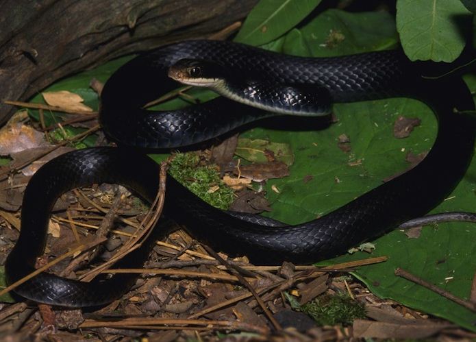 Southern Black Racer Facts and Pictures