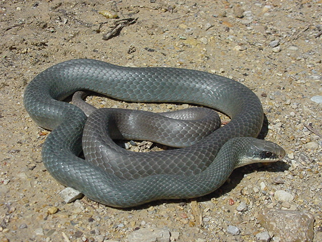 Southern Black Racer Facts and Pictures