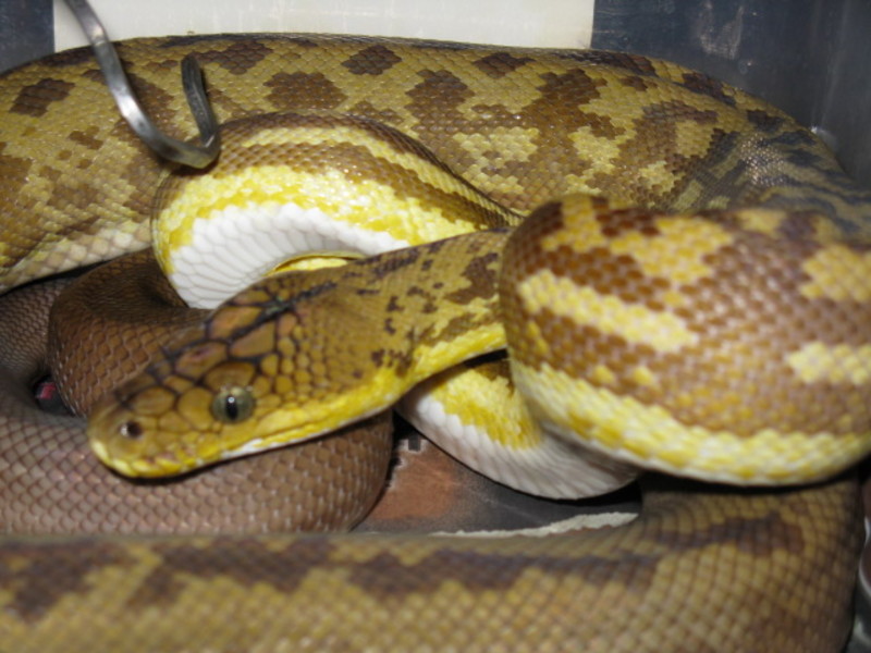 Timor Python Facts and Pictures