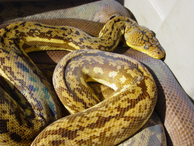 Timor Python Facts and Pictures