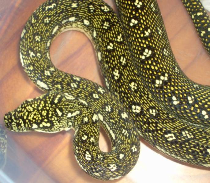 Diamond Python Facts and Pictures Reptile Fact