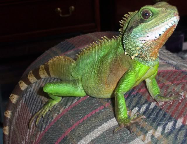 Chinese Water Dragon Facts and Pictures Reptile Fact