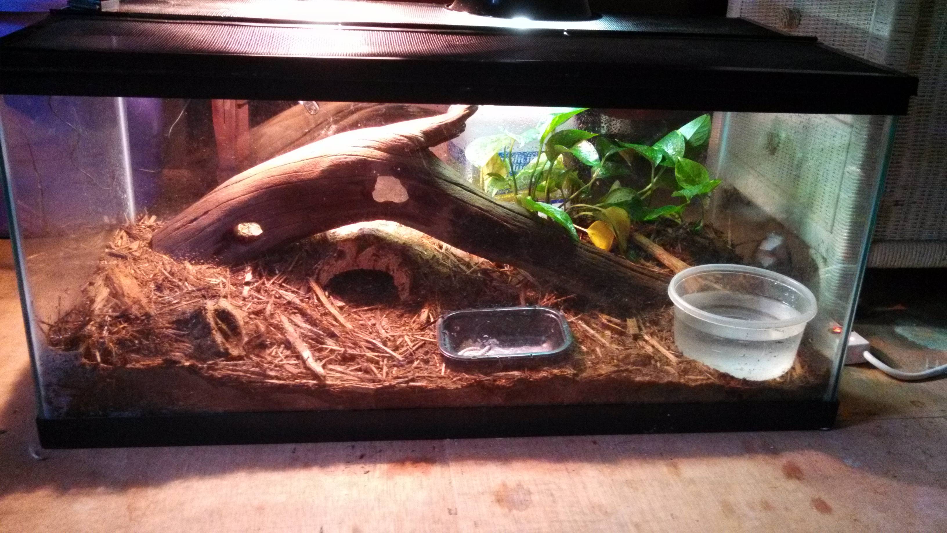 Water Monitor Facts and Pictures