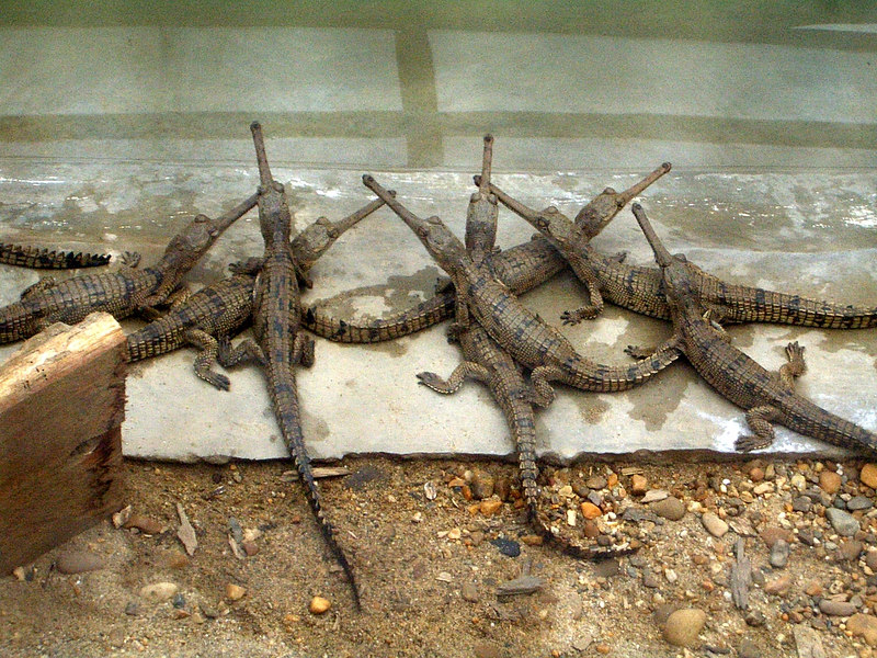 Gharial Facts and Pictures