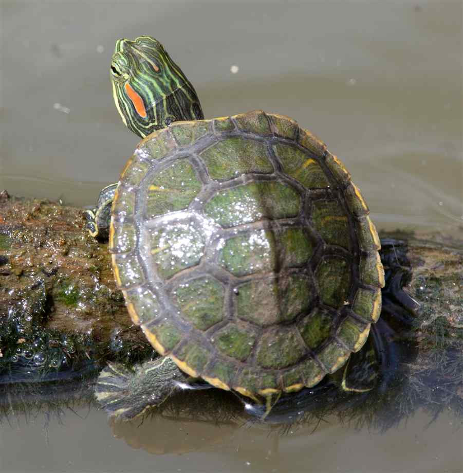 Redeared Slider Facts and Pictures Reptile Fact