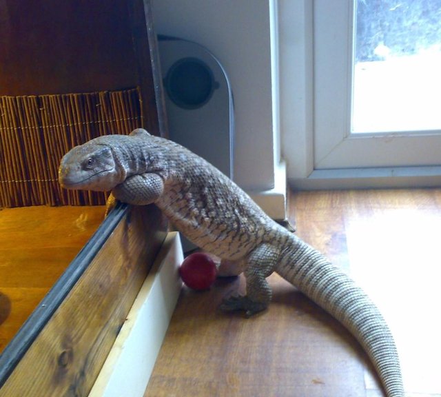 Savannah Monitor Facts and Pictures