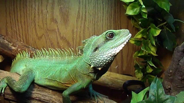 Chinese Water Dragon Facts and Pictures Reptile Fact