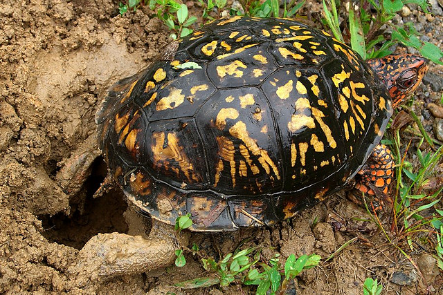 Common Box Turtle Facts and Pictures Reptile Fact