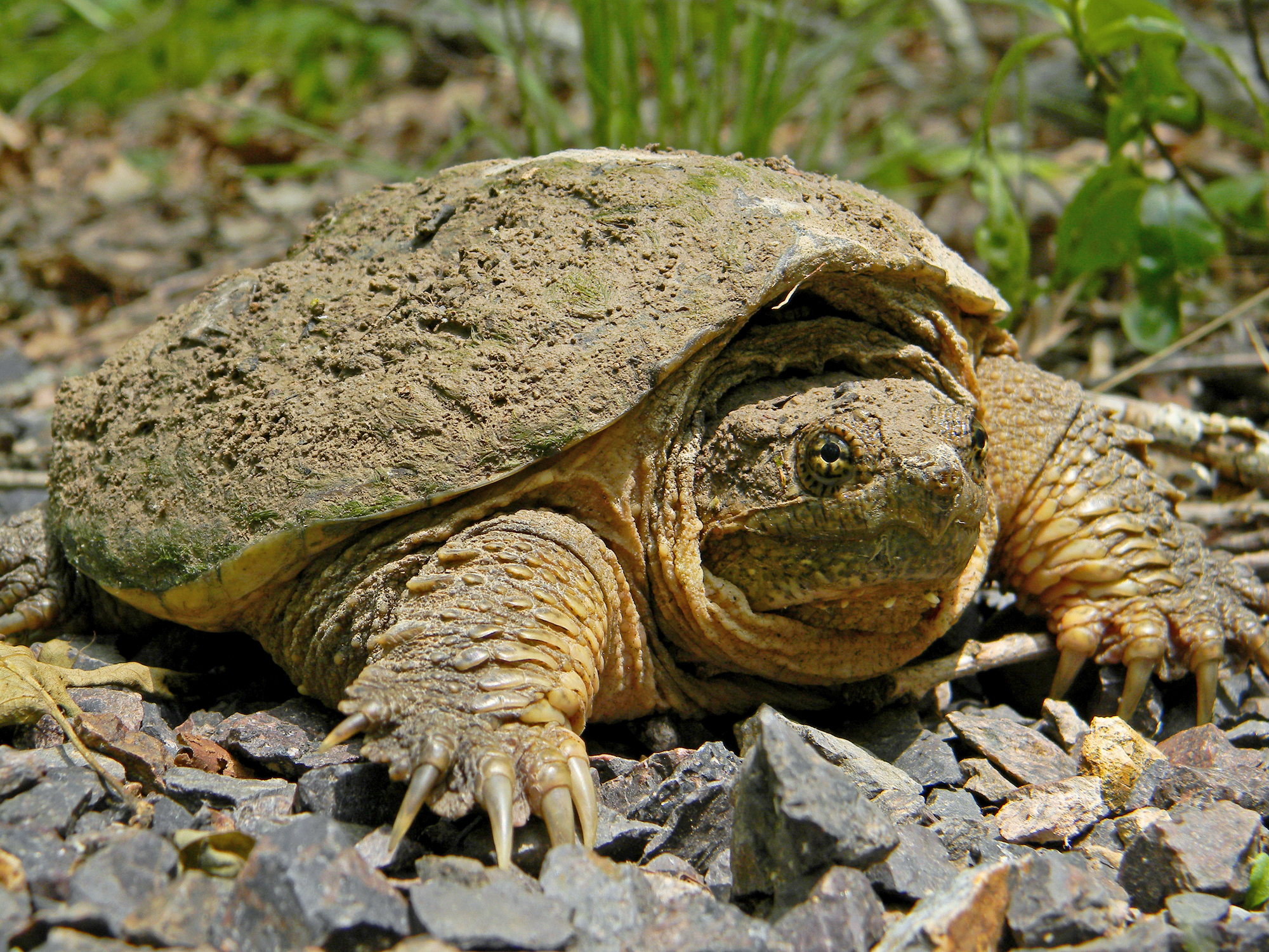 Common Snapping Turtle Facts and Pictures Reptile Fact