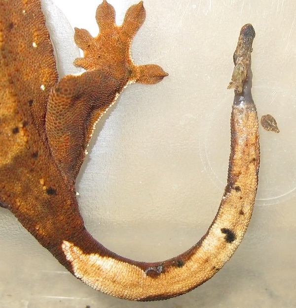 Crested Gecko Facts and Pictures Reptile Fact