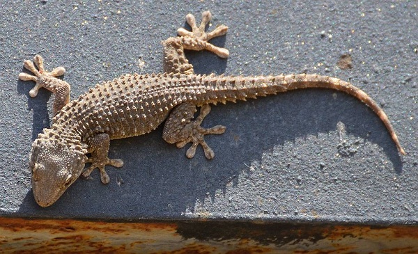Crocodile Gecko Facts and Pictures