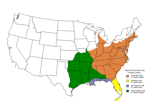 Eastern Box Turtle Facts and Pictures Reptile Fact