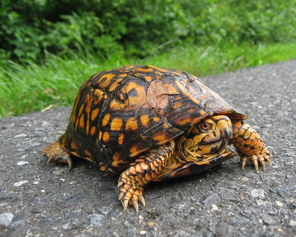 Eastern Box Turtle Facts and Pictures Reptile Fact