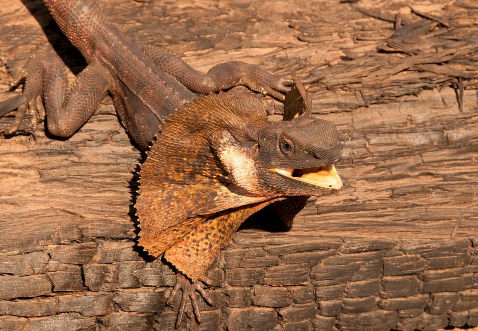 Frilled Lizard Facts and Pictures