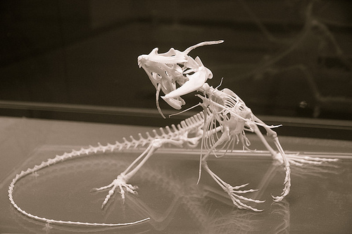 Frilled Lizard Facts and Pictures Reptile Fact