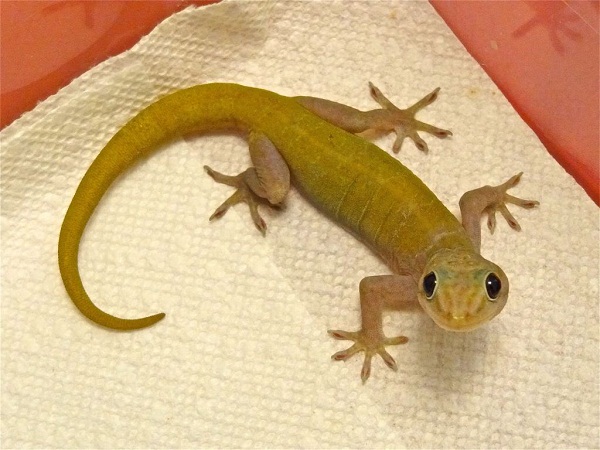 Golden Gecko Facts And Pictures