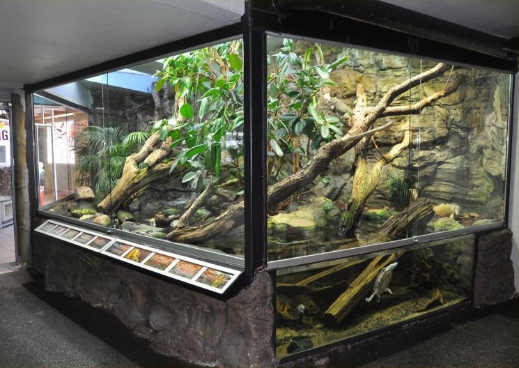 Green Iguana Facts and pictures