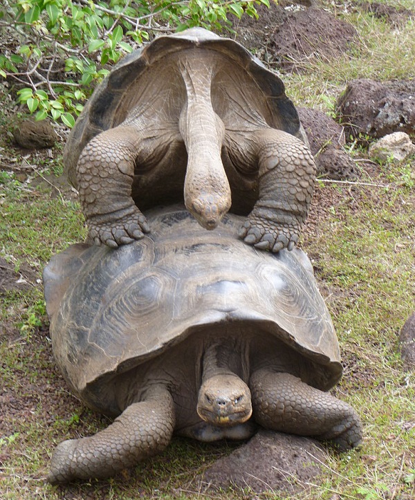 Galapagos Tortoise Facts and Pictures