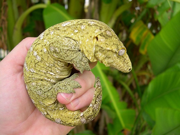 Leachie Gecko Facts and Pictures Reptile Fact