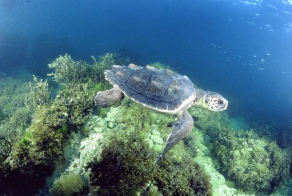 Loggerhead Turtle Facts and Pictures Reptile Fact
