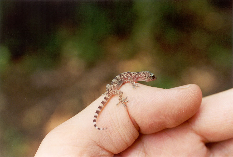 Mediterranean Gecko Facts and Pictures Reptile Fact