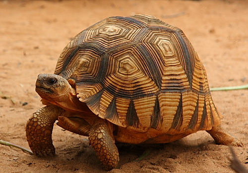 Ploughshare Tortoise Facts and Pictures Reptile Fact
