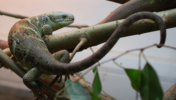 Prehensiletailed Skink Facts and Pictures Reptile Fact