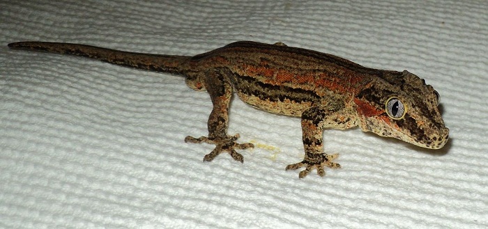 Gargoyle Gecko Facts and Pictures Reptile Fact