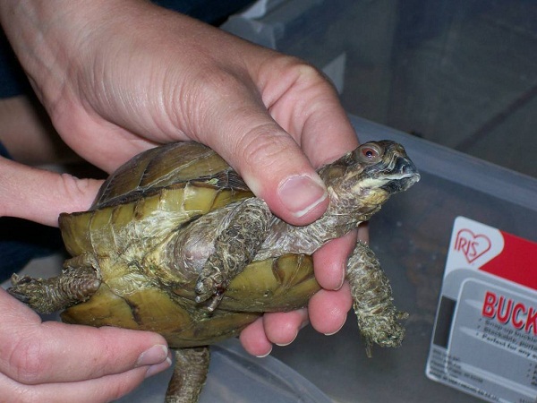 Threetoed Box Turtle Facts and Pictures