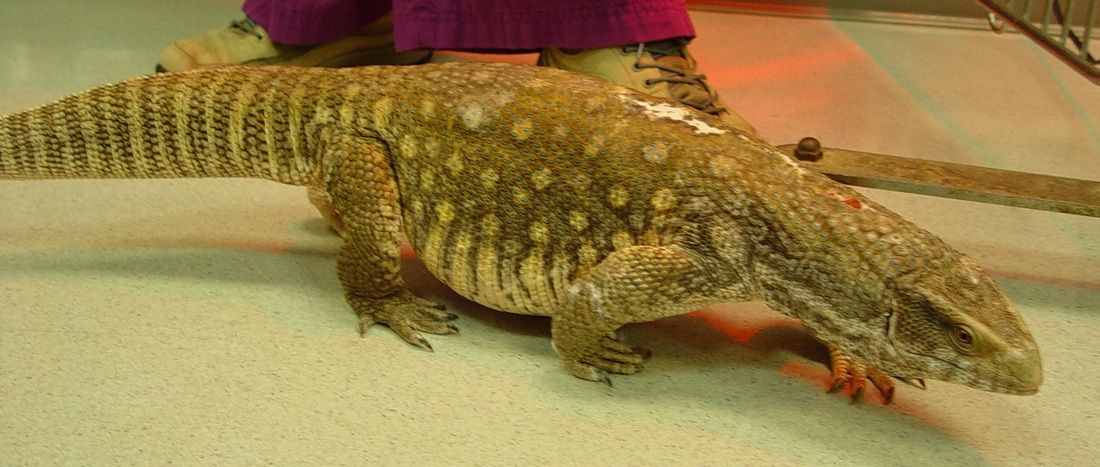 Water Monitor Facts and Pictures