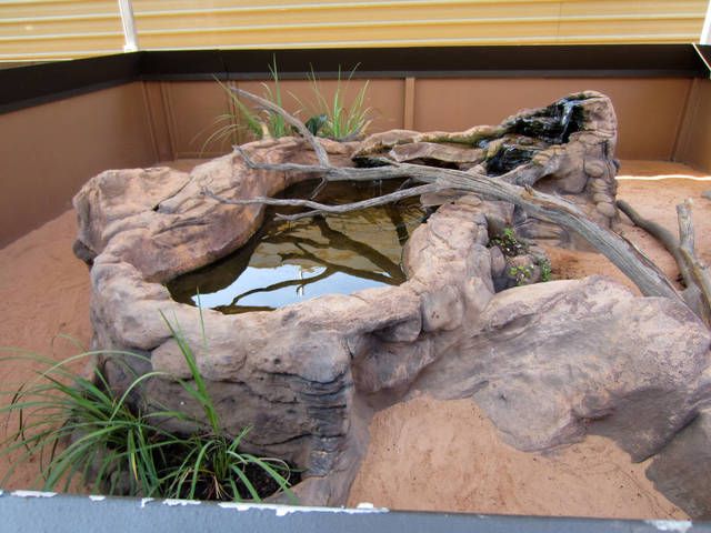 Water Monitor Facts and Pictures
