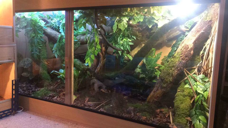 Mourning Gecko Facts and Pictures