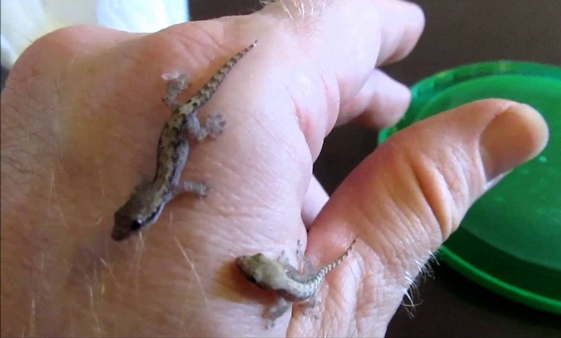 Mourning Gecko Facts and Pictures