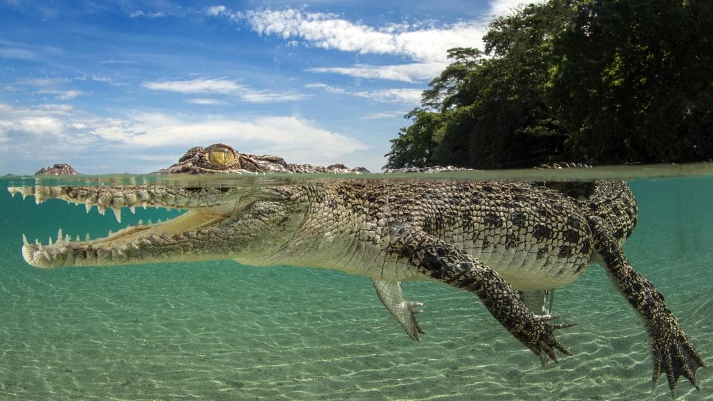 Saltwater Crocodile Facts and Pictures Reptile Fact