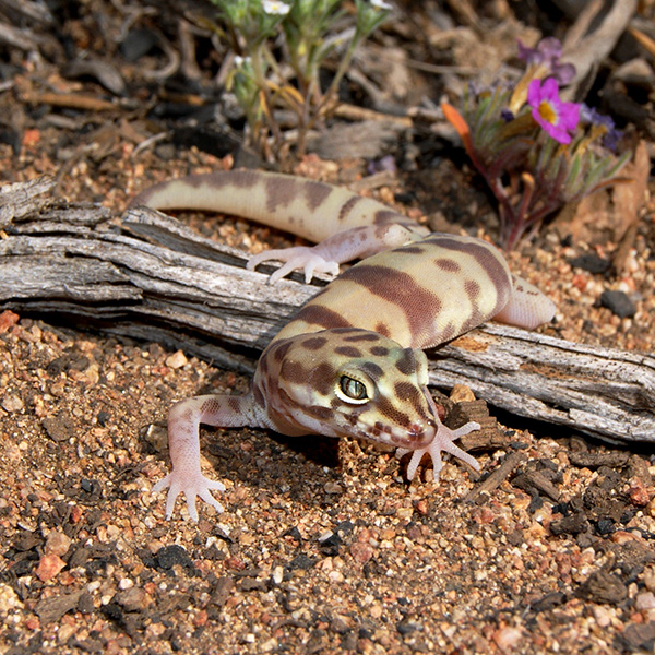 Western Banded Gecko Facts and Pictures