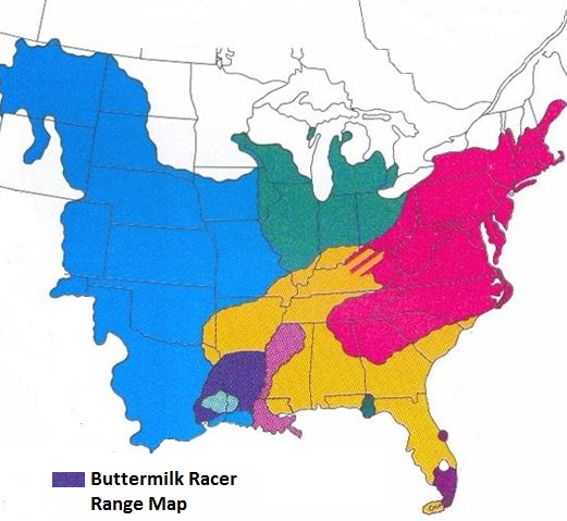 Buttermilk Racer Facts and Pictures