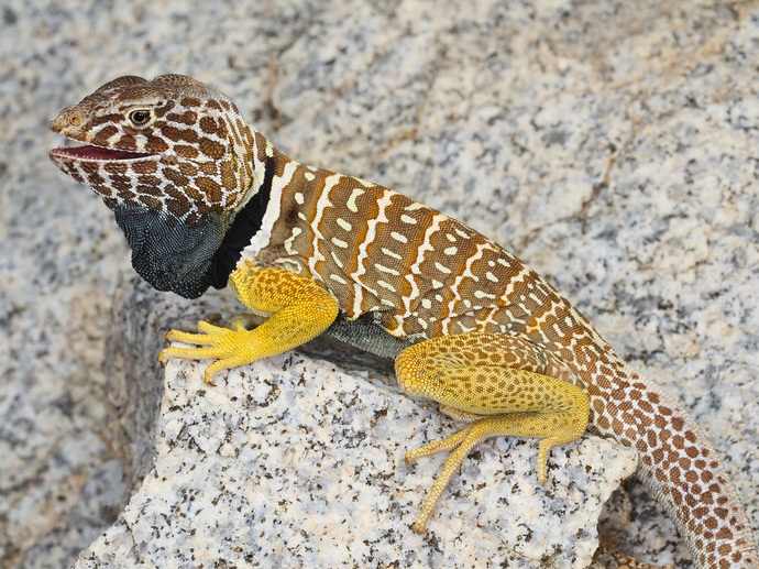 Baja California Collared Lizard Facts and Pictures