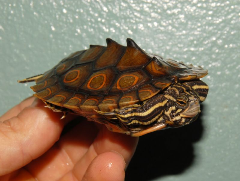 Ringed Map Turtle Facts and Pictures