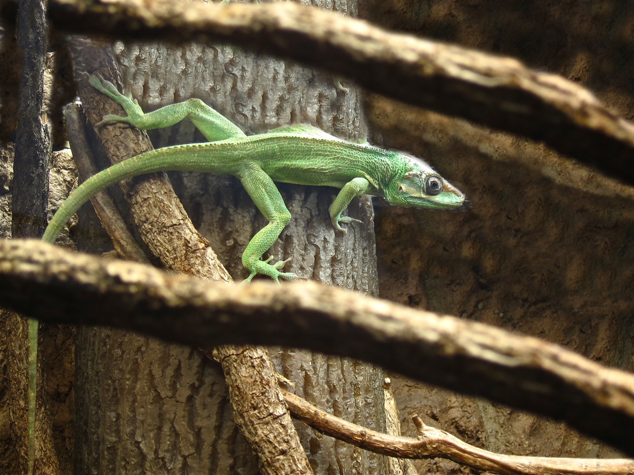 Knight Anole Facts and Pictures