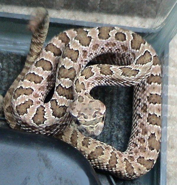Prairie Rattlesnake Facts and Pictures Reptile Fact