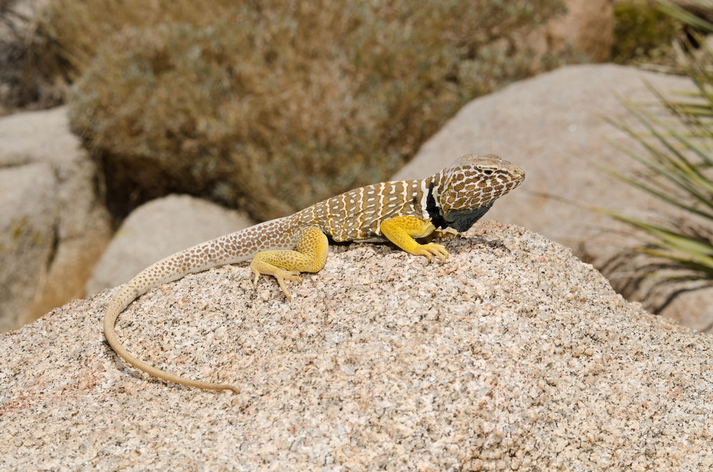 Baja California Collared Lizard Facts and Pictures