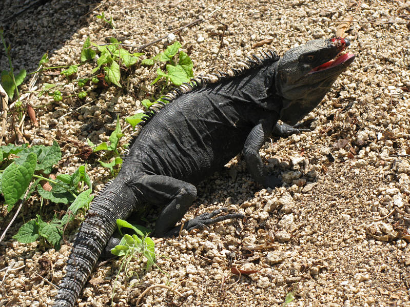 Black Iguana Facts and Pictures Reptile Fact