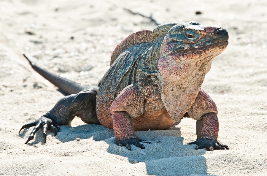 Northern Bahamian Rock Iguana Facts and Pictures Reptile