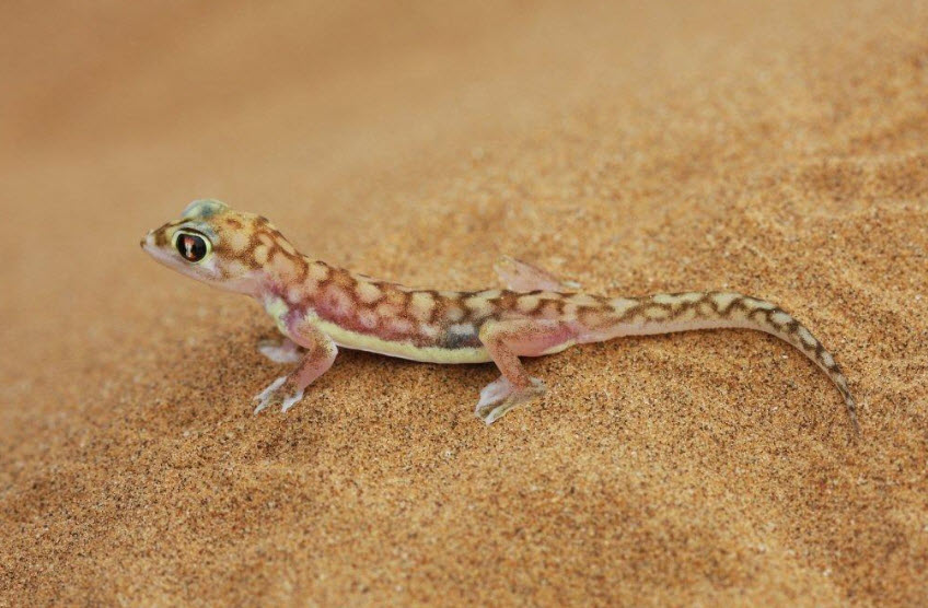 Webfooted Gecko Facts and Pictures