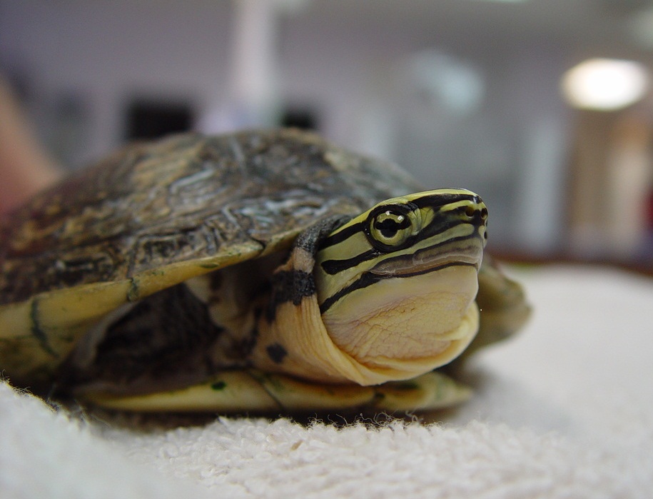 Chinese Box Turtle Facts and Pictures